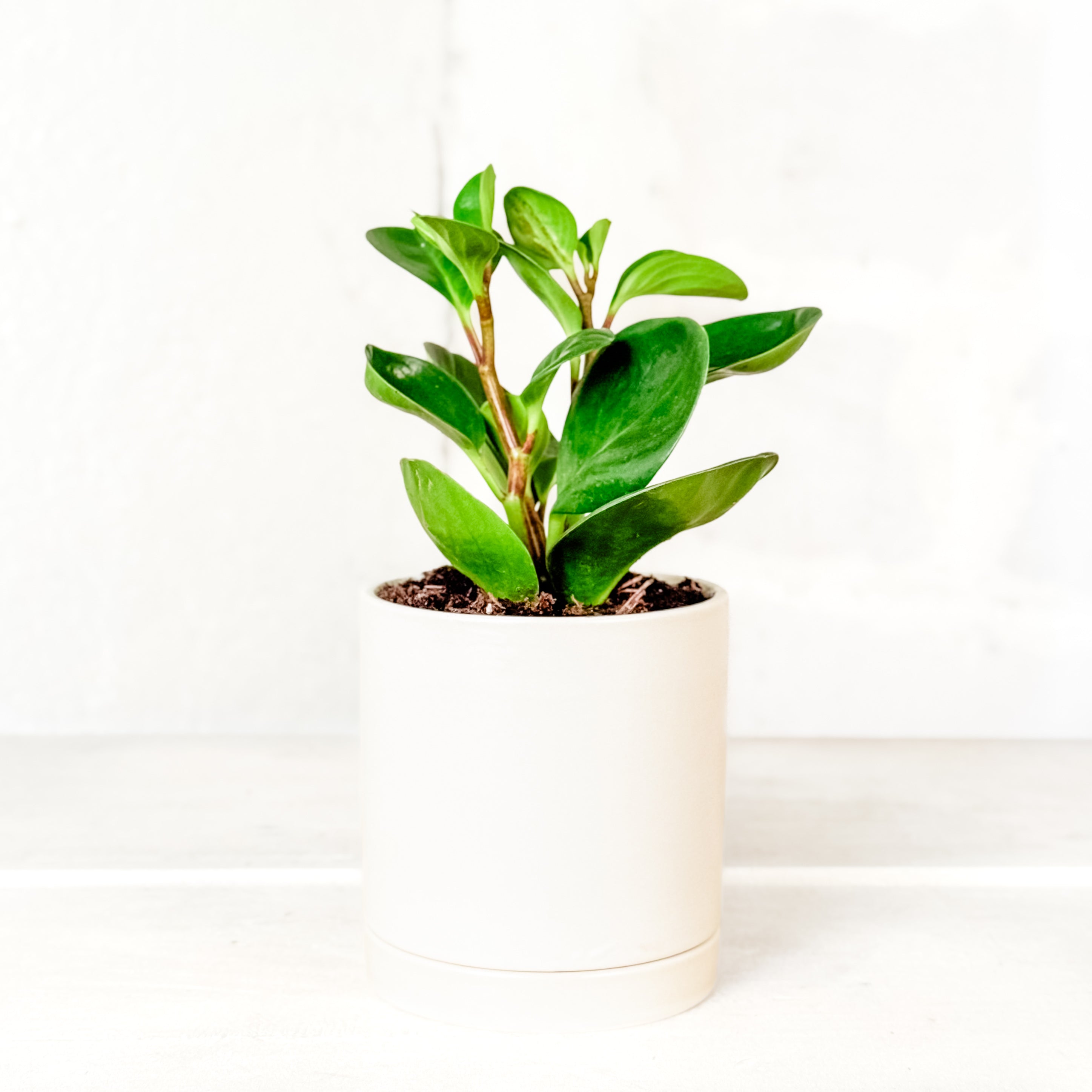 Peperomia