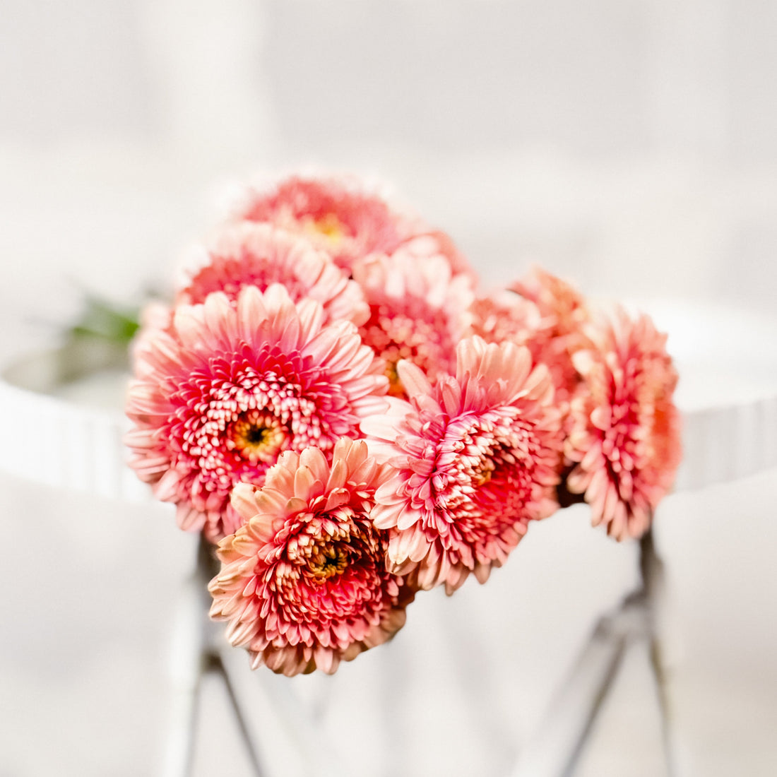 Atado de mini gerberas