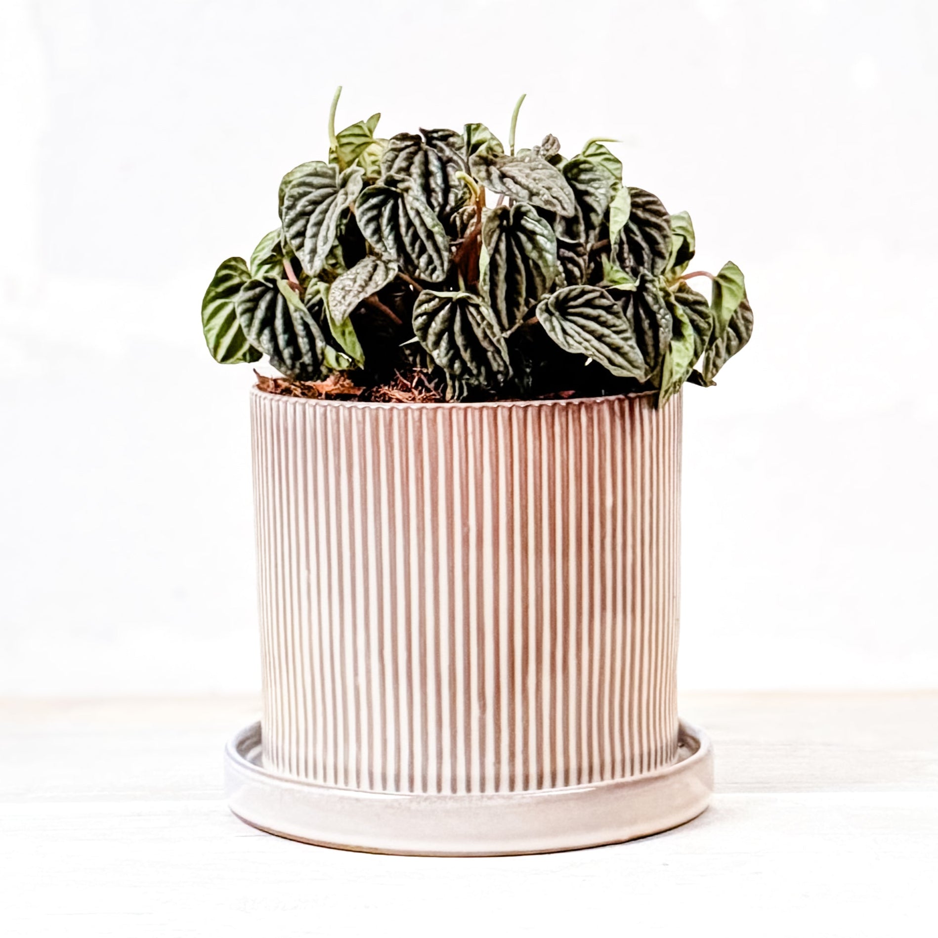 Cascara de nuez
