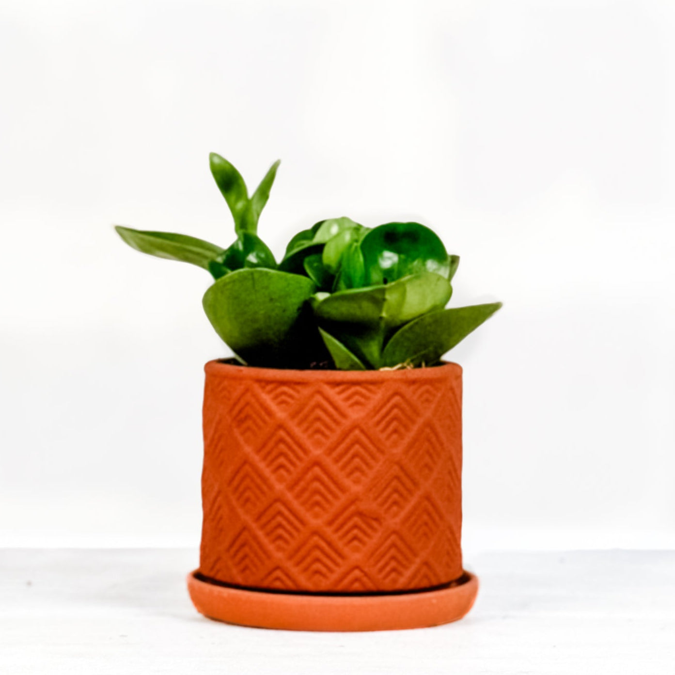 Peperomia