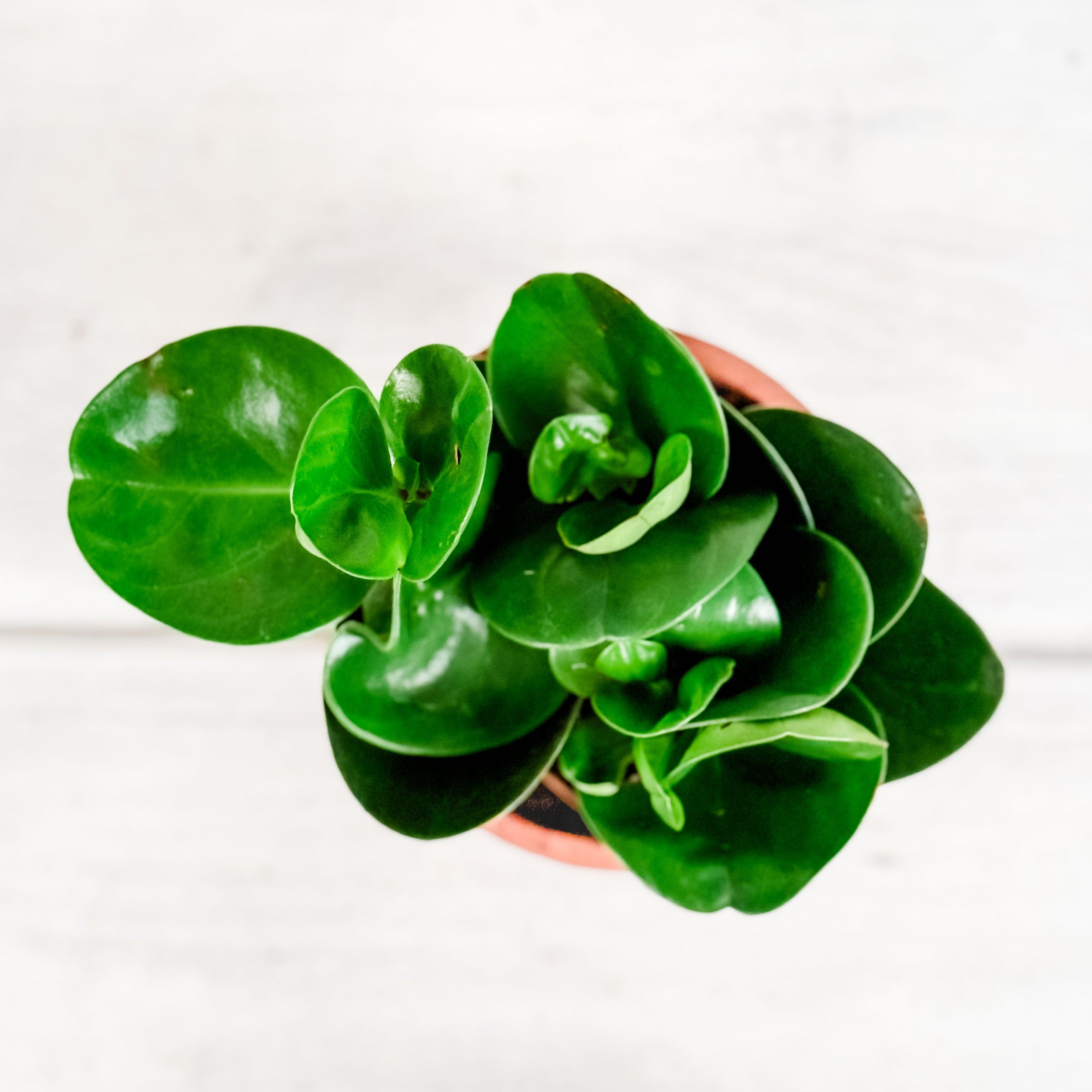 Peperomia