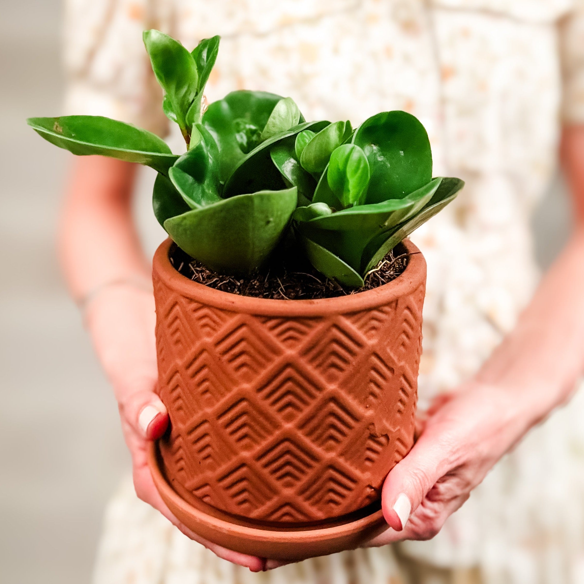 Peperomia