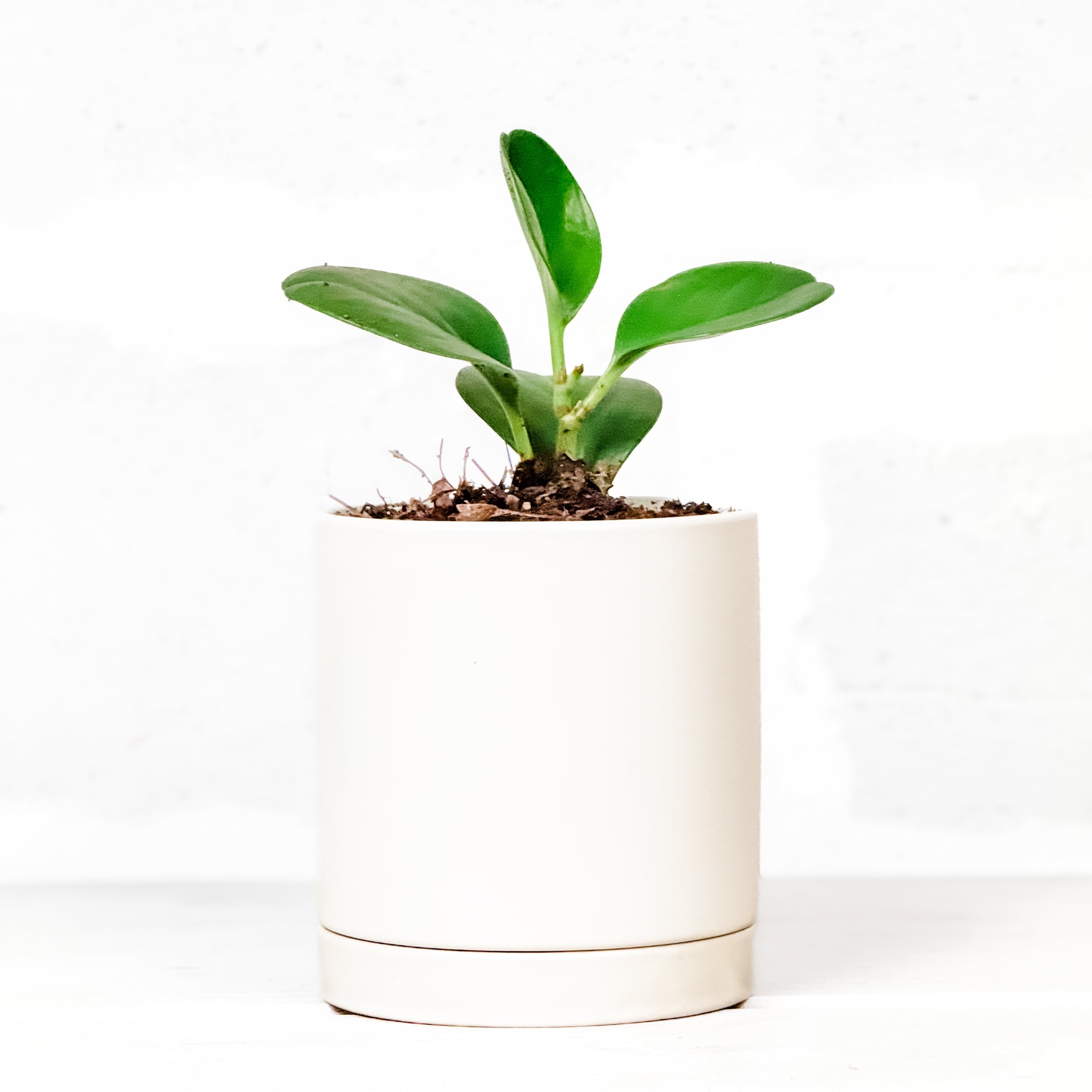 Peperomia