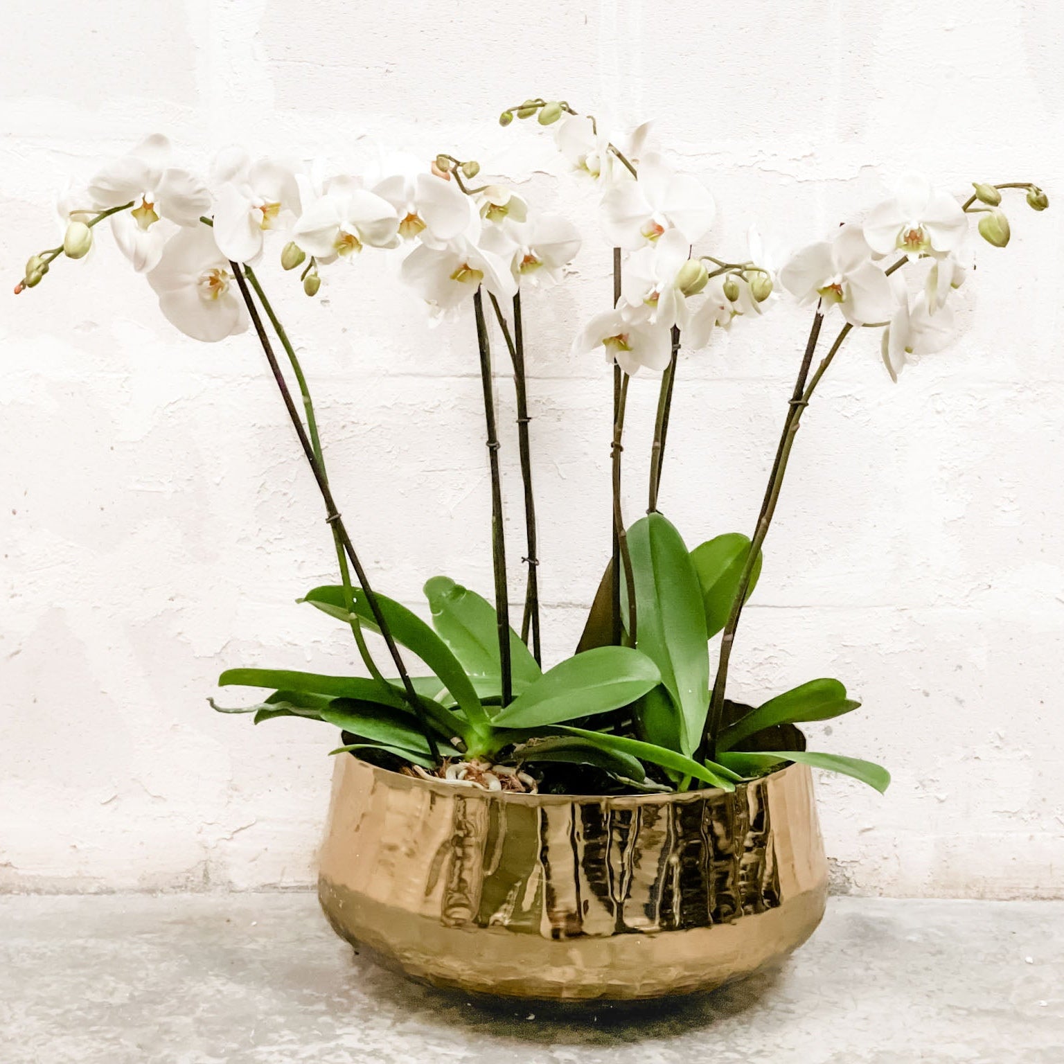 Bowl Roberi dorado vista lateral, florero de metal premium para plantas y orquídeas