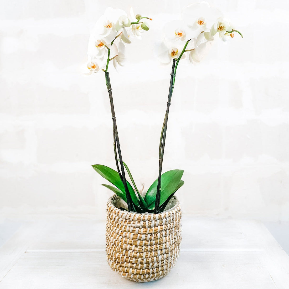 Orquidea en canasta