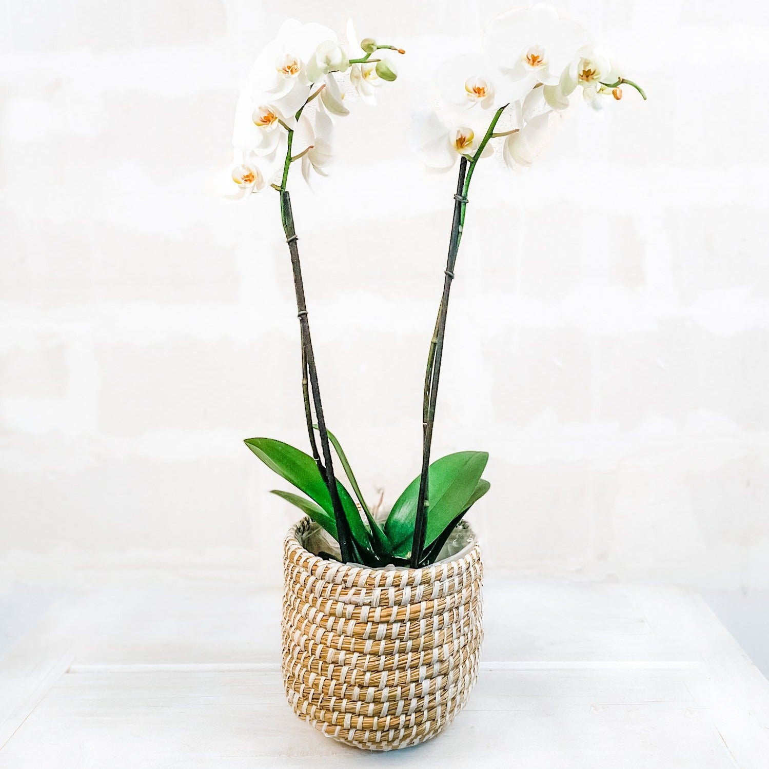 Orquidea en canasta