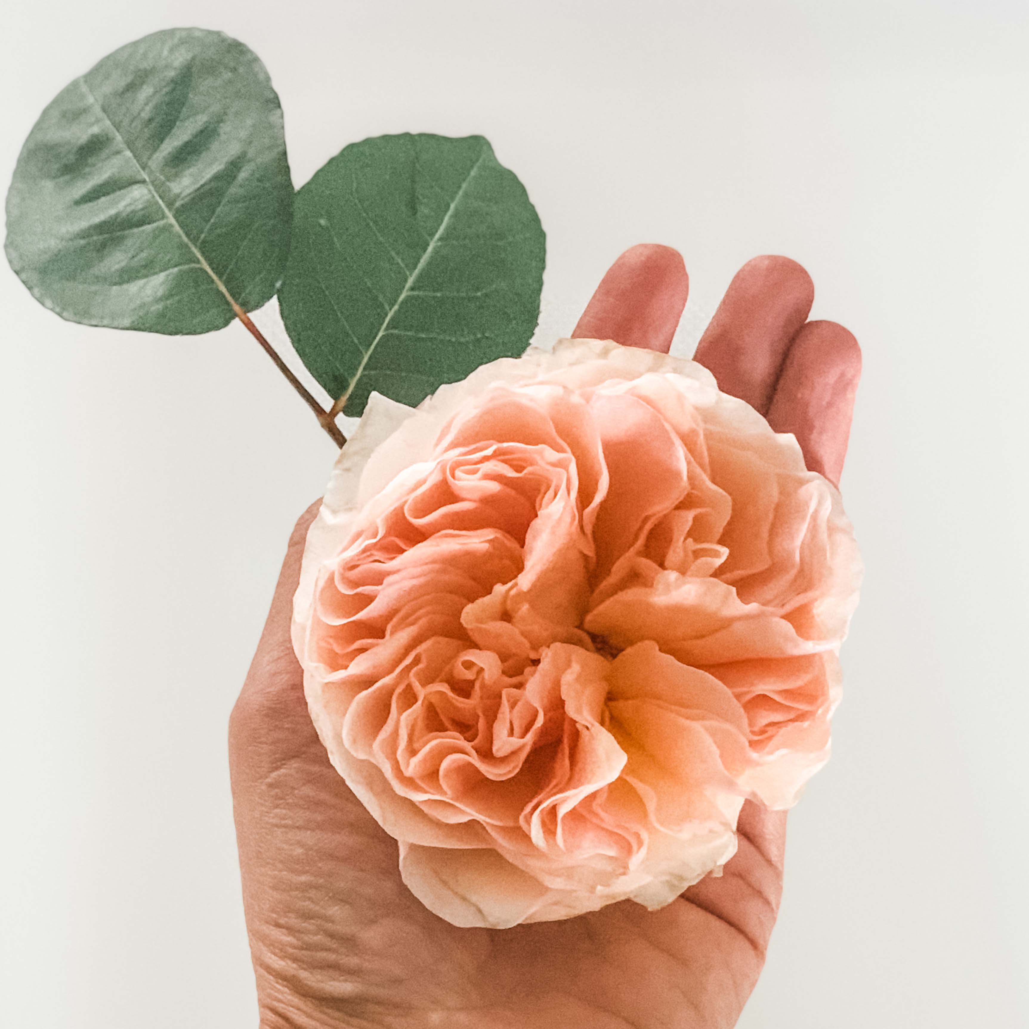 Atado de rosas inglesas