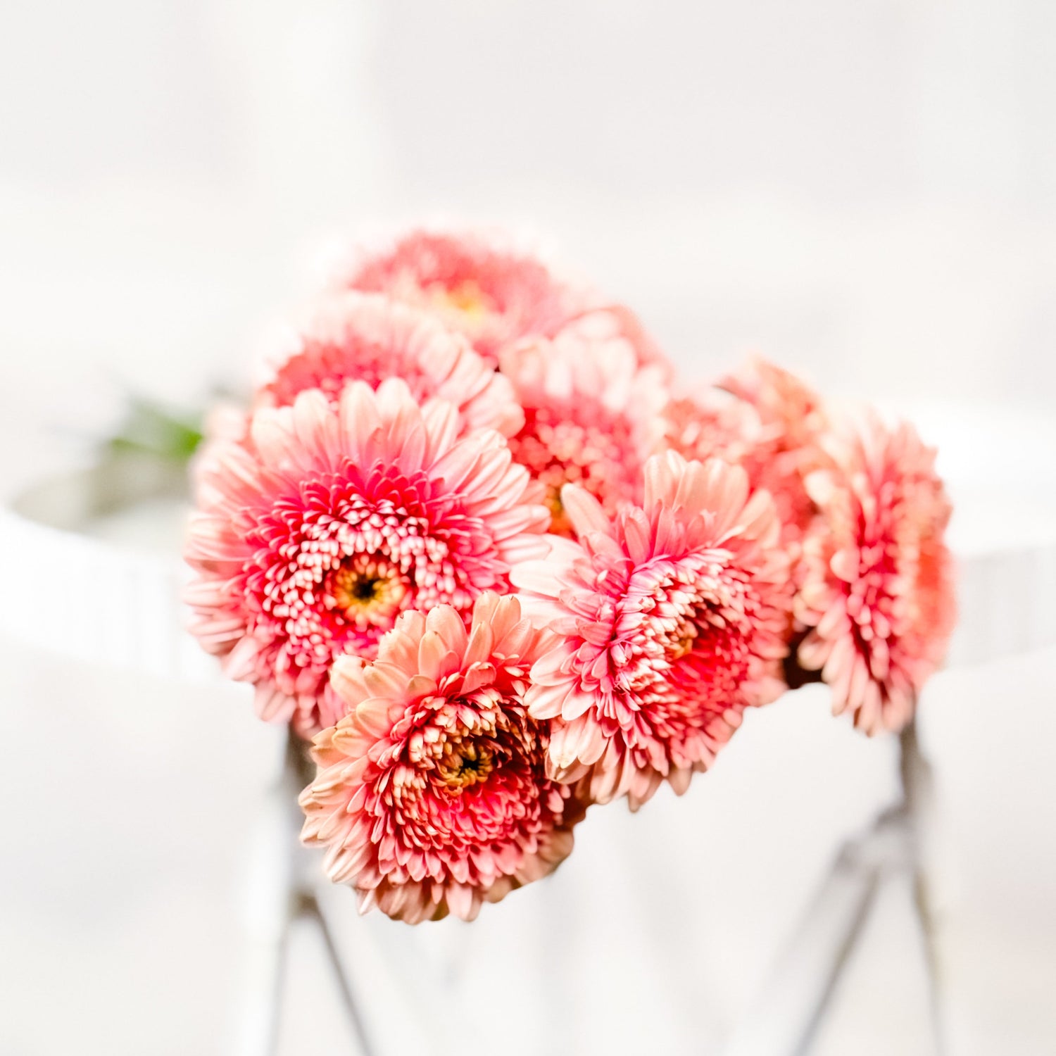 Atado de mini gerberas