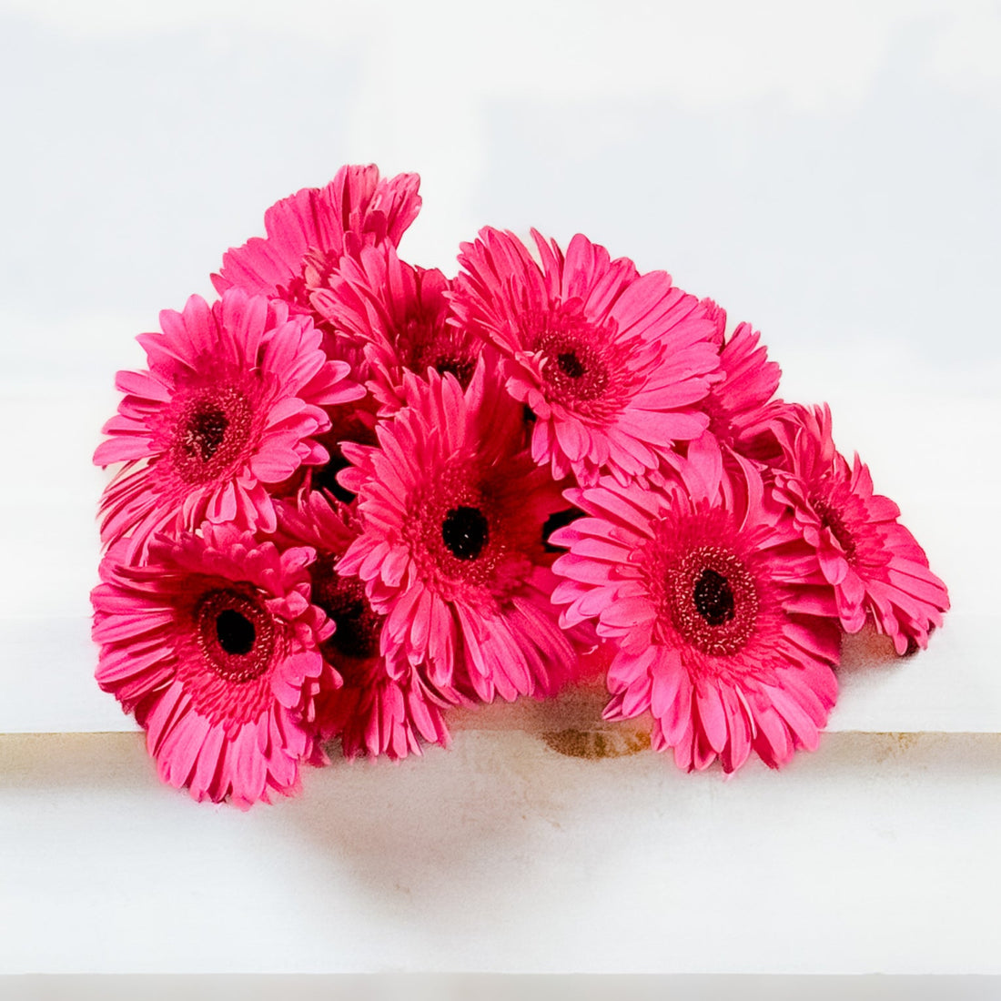 Atado de Gerberas