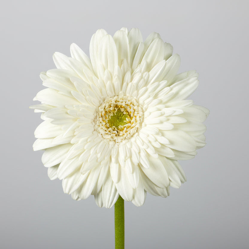 Gerberas | Flor Suelta Nuevo Laredo — Paola Flores y Casa