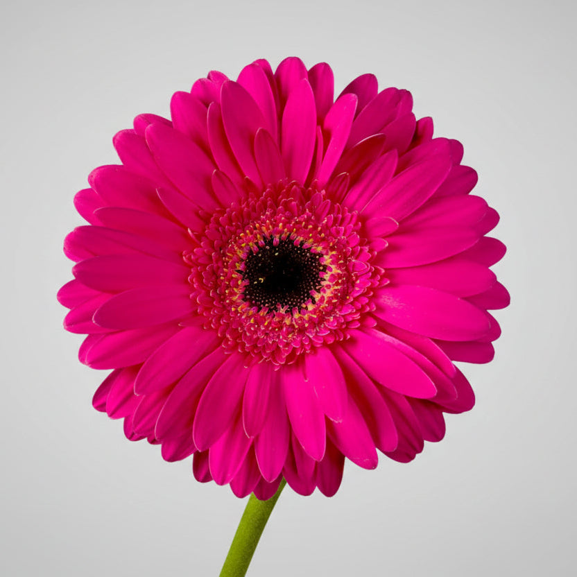 Gerberas | Flor Suelta Nuevo Laredo — Paola Flores y Casa