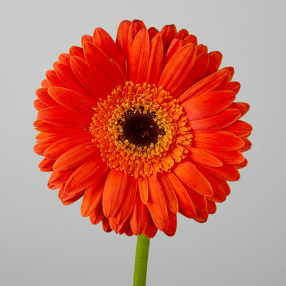 Gerberas | Flor Suelta Nuevo Laredo — Paola Flores y Casa