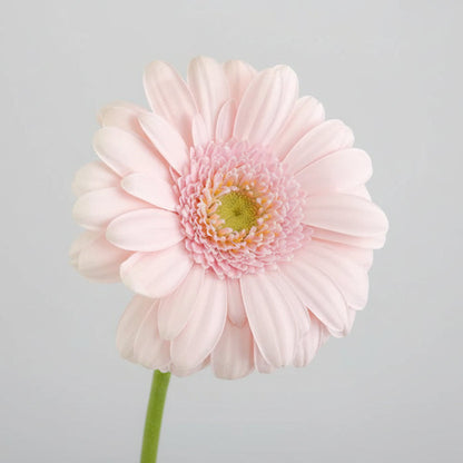 Gerberas | Flor Suelta Nuevo Laredo — Paola Flores y Casa