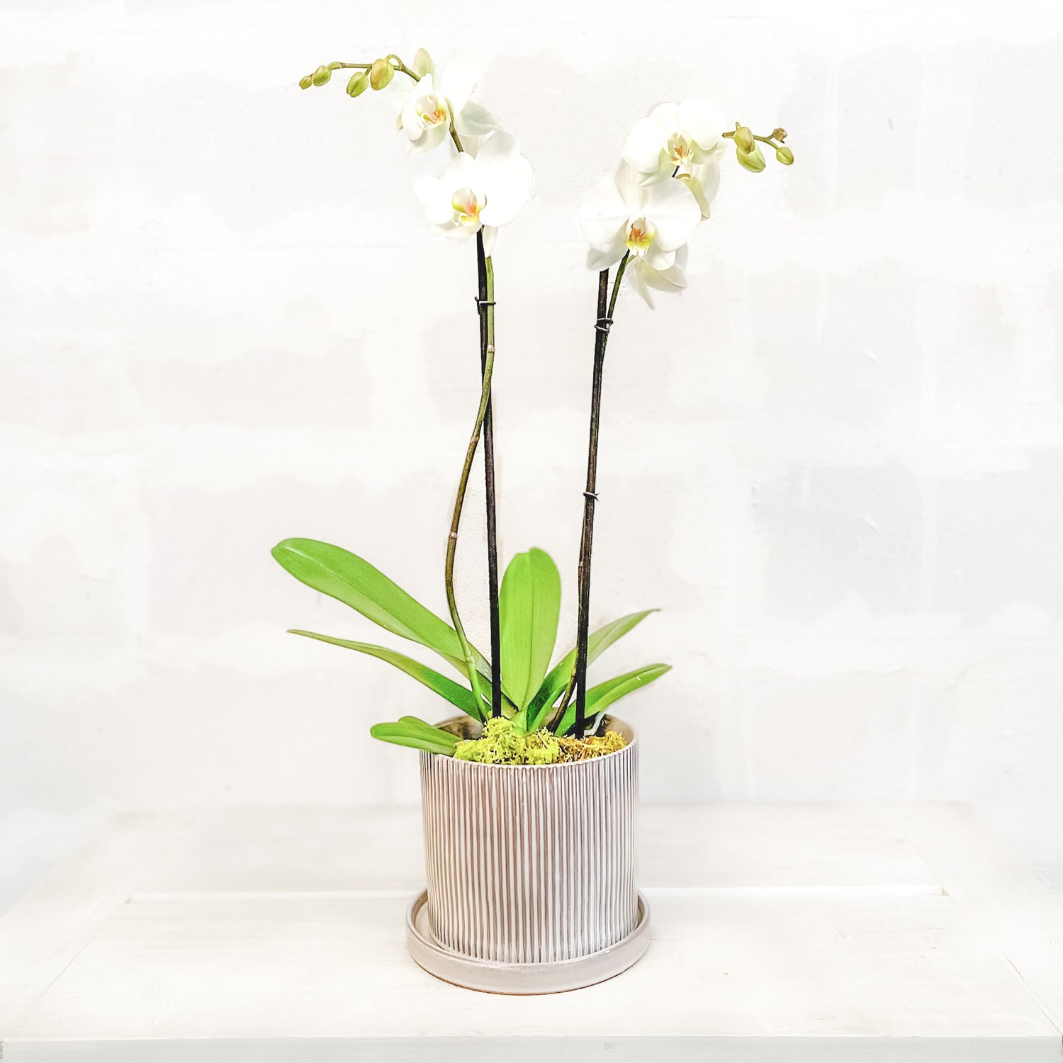 Planta de Orquídea