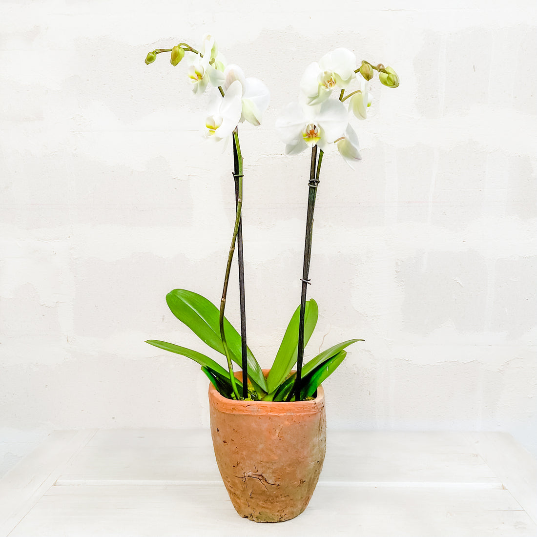 Orquídea en base de barro